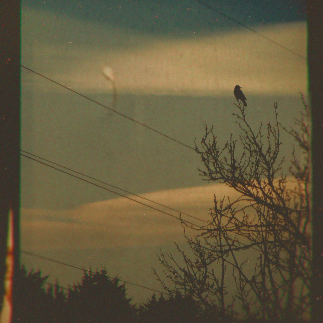 Monotony